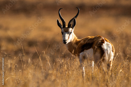 Springbock im Abendlicht in der Karoo
