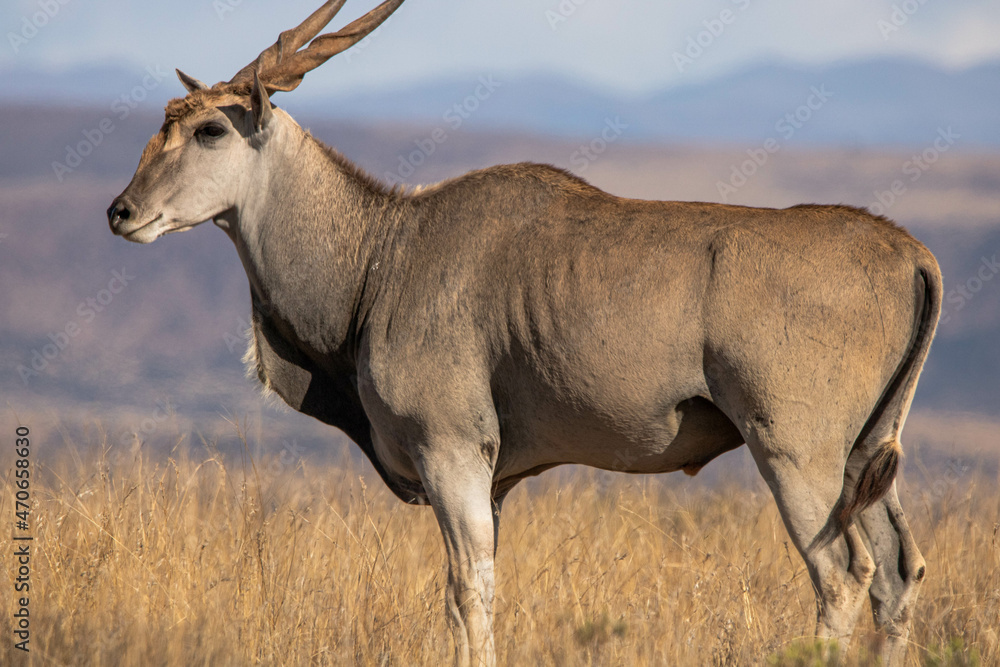 Naklejka premium Elenantilope im Mountain Zebra Nationalpark, Südafrika