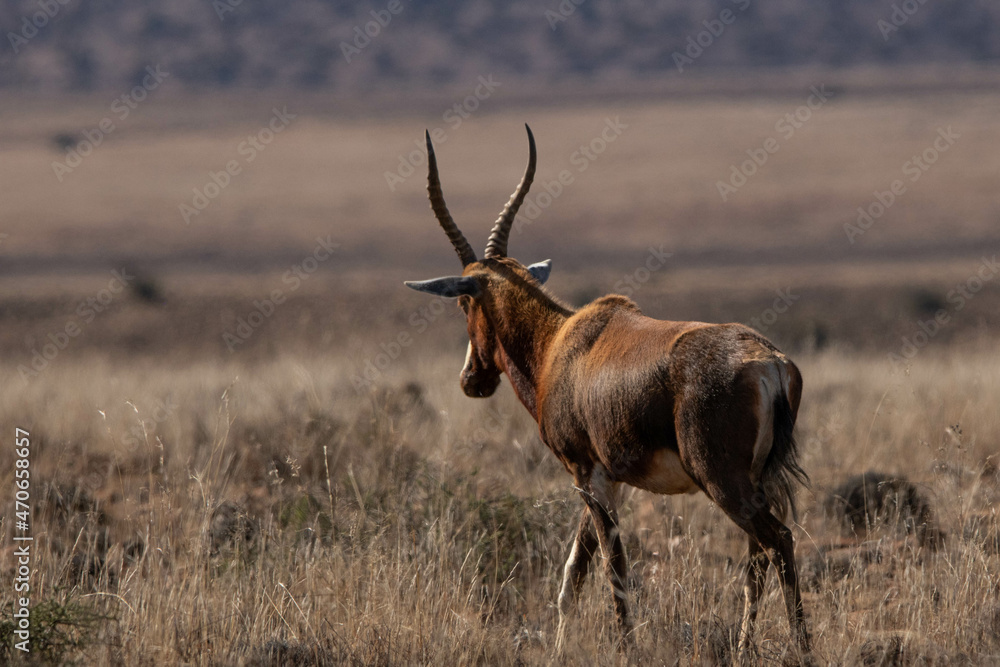 Blessbock im Mountain Zebra Nationalpark, Südafrika Blessbock im Mountain Zebra Nationalpark, Südafrika