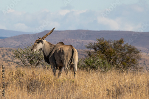 Elenantilope im Mountain Zebra Nationalpark, Südafrika