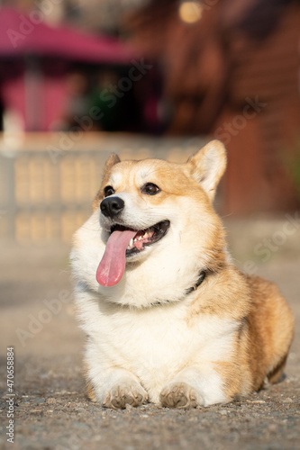 A corgi dog lies with its tongue sticking out on a sunny day