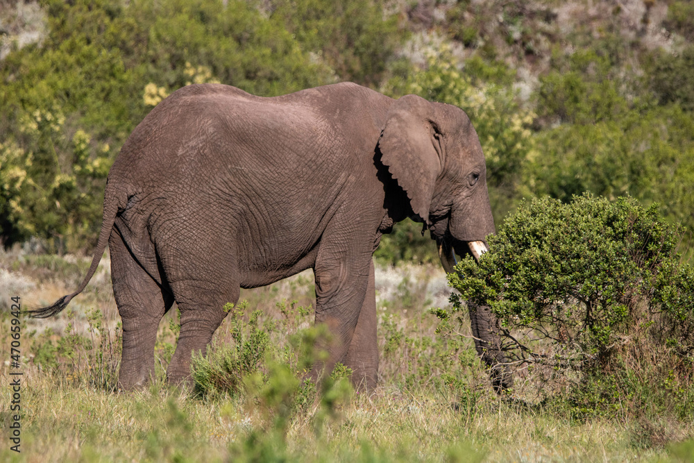 Elefant an der Garden Route in Südafrika