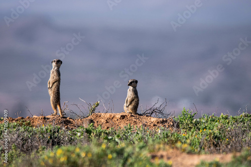 Erdmännchen in Oudtshoorn, Südafrika photo