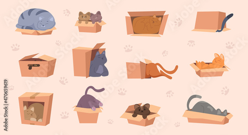 Kitty in box. Domestic funny animal playing with cardboard package pets games exact vector cartoon pictures set isolated
