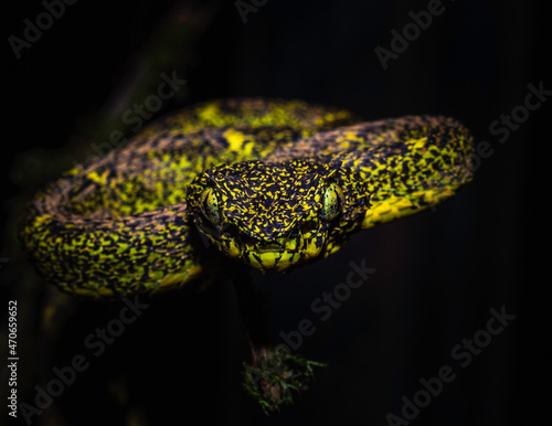 Eyelash Viper