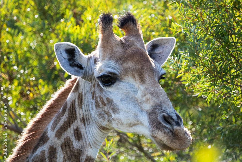 Fototapeta premium Giraffe in Südafrika