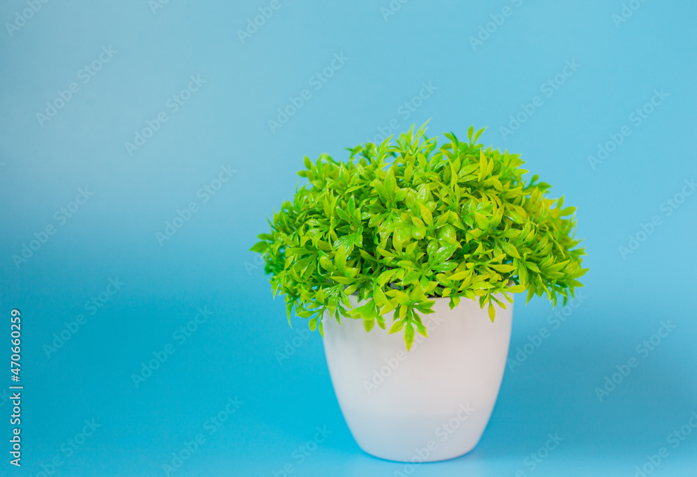 artificial plant on a blue background