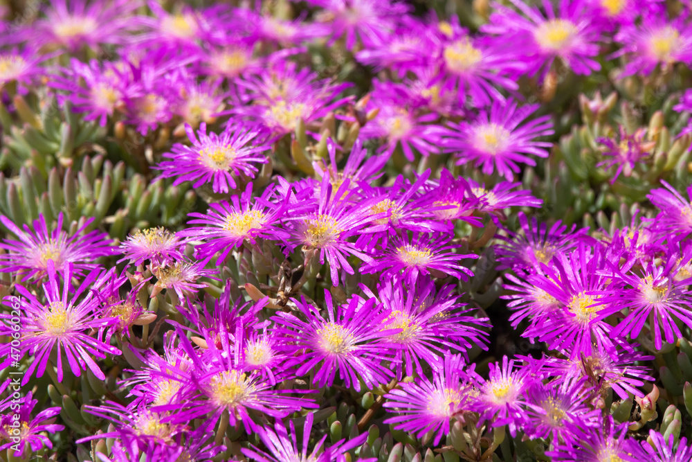 Blumen im West Coast Nationalpark Südafrika Blumen im West Coast Nationalpark Südafrika