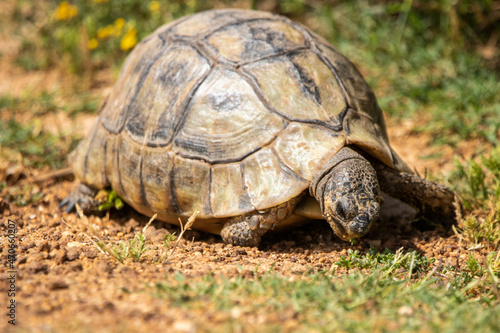 Schildkröte im West Coast Nationalpark in Südafrika