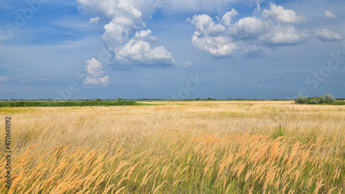 Getreidefeld im Burgenland | Österreich
