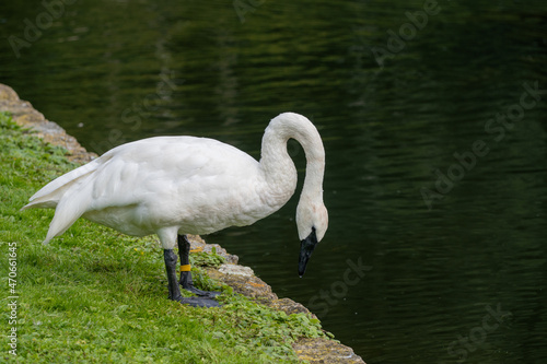 Swan by lake