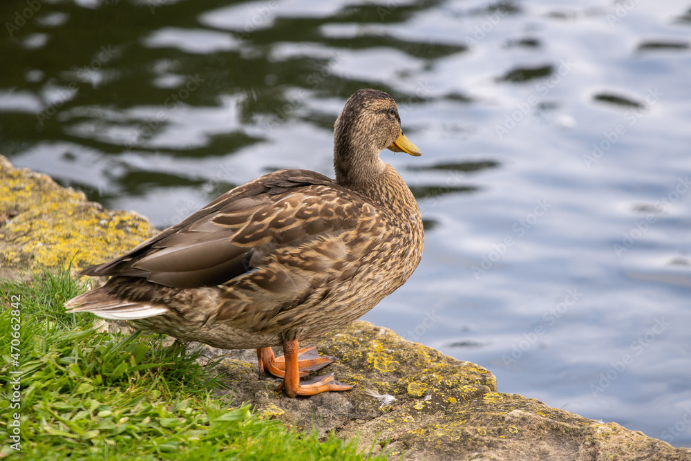 duck on a pond