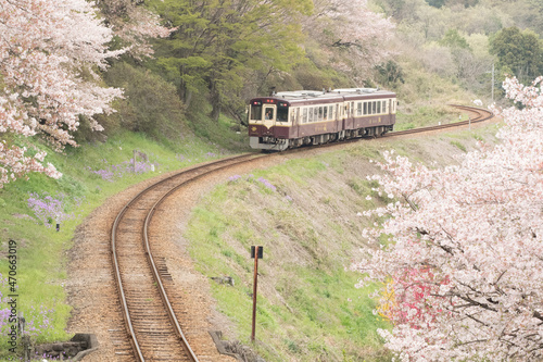 桜とわたらせ渓谷鐵道