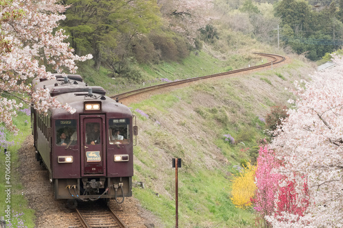 桜とわたらせ渓谷鐵道