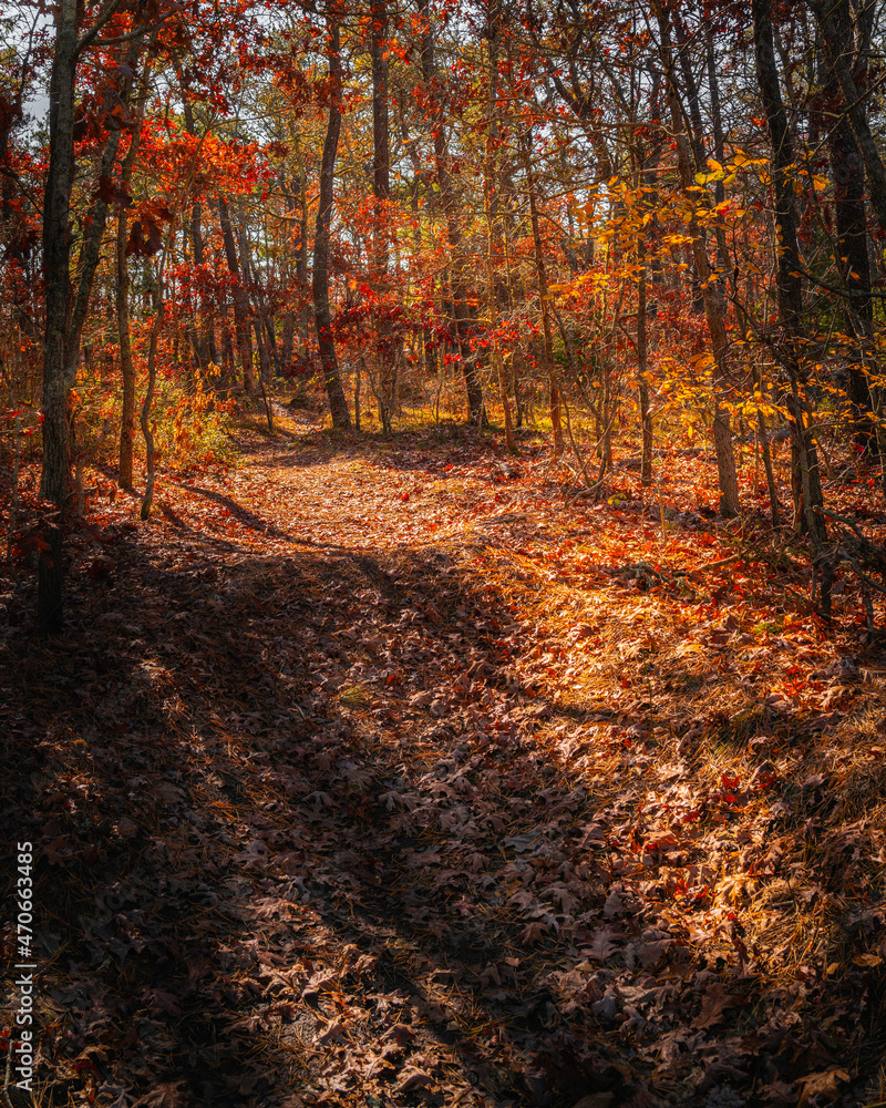 Walking trail in the autumn forest. Tranquil sunlit footpath in the morning woods on Cape Cod in November.
