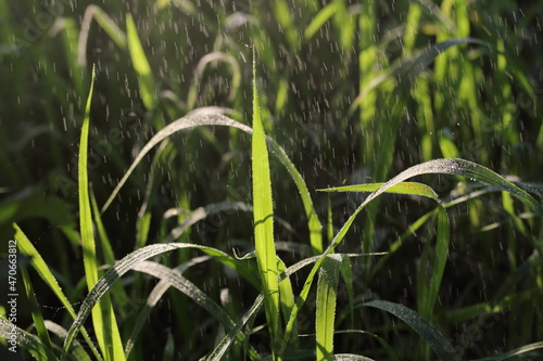 dewdrop