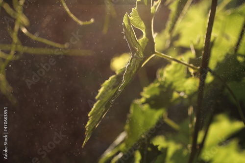 dewdrop