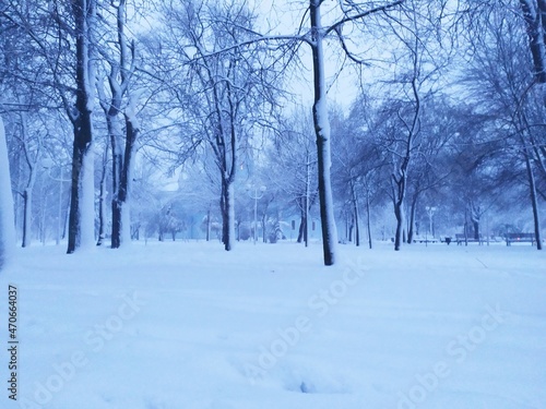 snow covered trees © Dina
