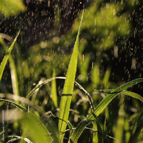dewdrop