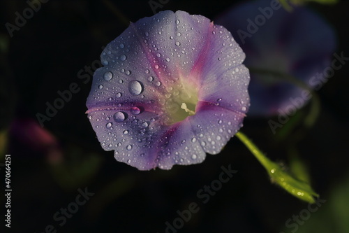 dewdrop