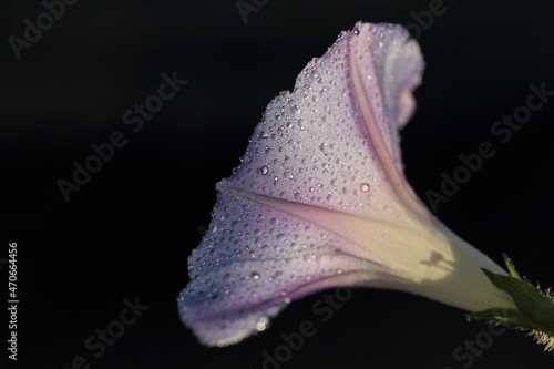 dewdrop