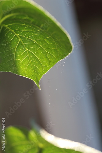 dewdrop