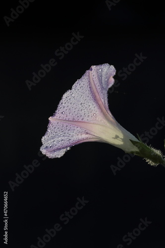 dewdrop