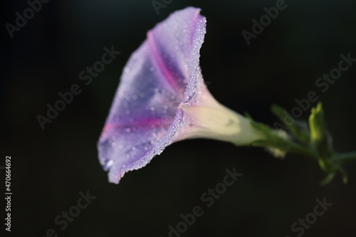 dewdrop