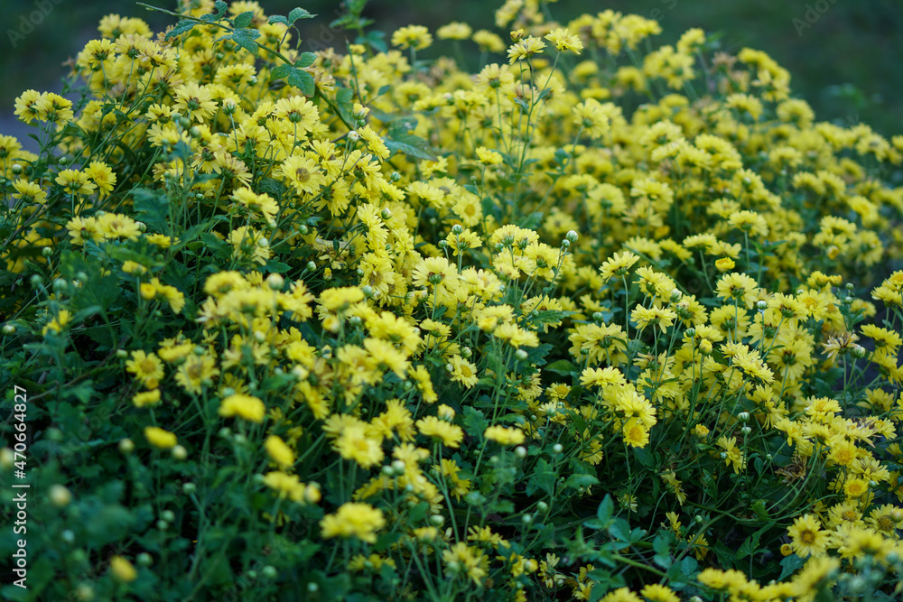 Obraz premium yellow flowers background