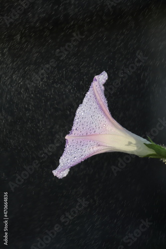 dewdrop