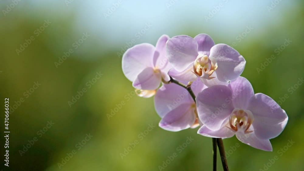 Purple Orchid branch on green natural background
Purple Orchid branch on green natural background