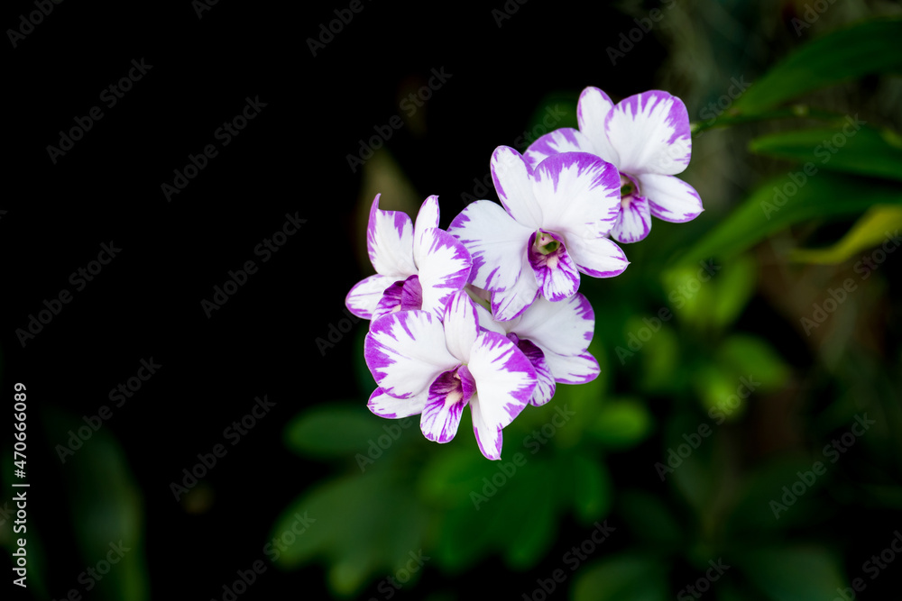 Beautiful purple and white orchid flowers on nature greenery bokeh background Beautiful purple and white orchid flowers on nature greenery bokeh background