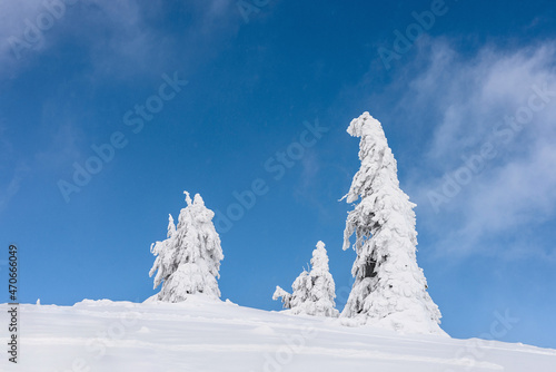 Winter mountain landscape. Snow-covered trees on a background of blue sky.