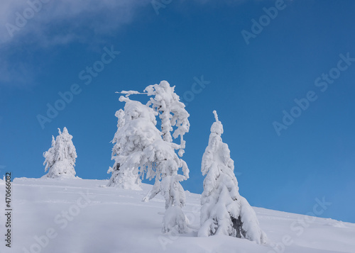 Strange shapes of snow-covered trees. Winter mountain landscape. Snow-covered trees on a background of blue sky.