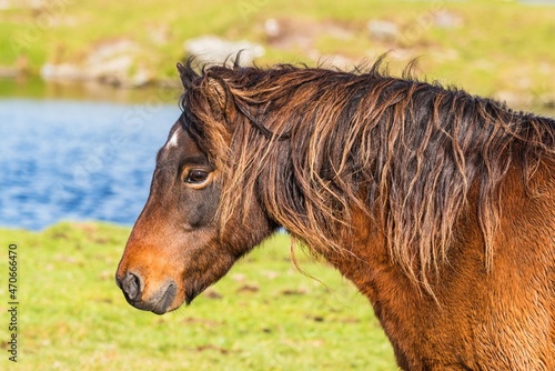 Wild horses over Sharpitor in autumn colours, Dartmoor National Park, Devon, England, Europe photo