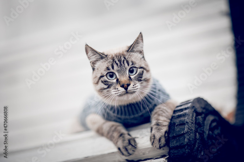 Fototapeta Naklejka Na Ścianę i Meble -  Portrait of a Thai cat in a sweater on a park bench.