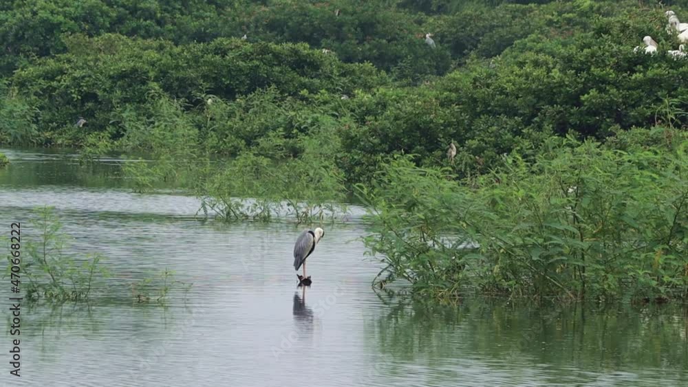 The open stork or Asian Open bird's head and long crane (Anastomus ascidans) and some birds tearing the plant The open stork or Asian Open bird's head and long crane (Anastomus ascidans) and some birds tearing the plant