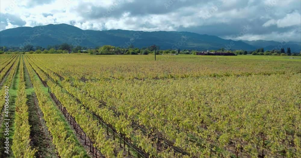 Aerial flyover vineyard in the autumn, Napa Valley, USA Aerial flyover vineyard in the autumn, Napa Valley, USA