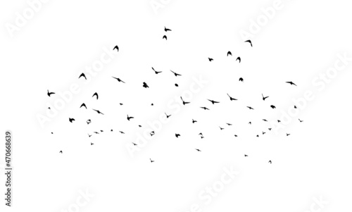 a flock of birds flying off. black and white vector illustration © Мария Неноглядова