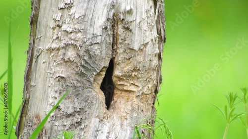 Blue tit feeding its chicks in a tree hole with a spider