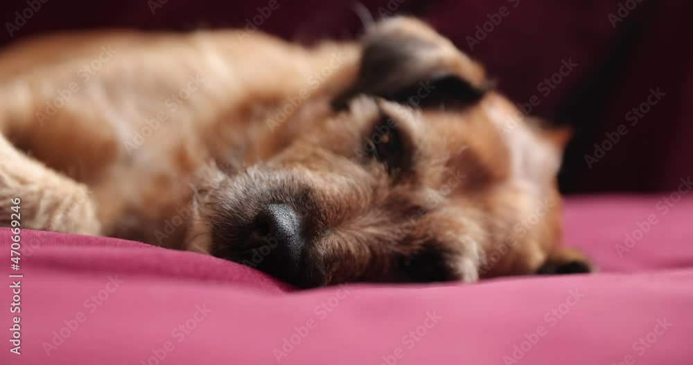 Front view of dog lying on red sofa. Domestic animal. Pet Dog is Lying on Bed and Resting. Front view of dog lying on red sofa. Domestic animal. Pet Dog is Lying on Bed and Resting.