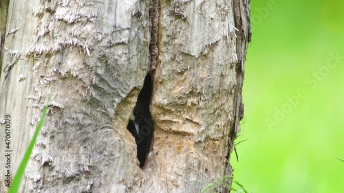 Blue tit feeding its chicks in a tree hole with a green caterpillar