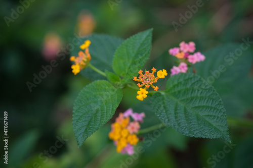 Lantana camara, wild flower, green, nature, West Indian Lantana 