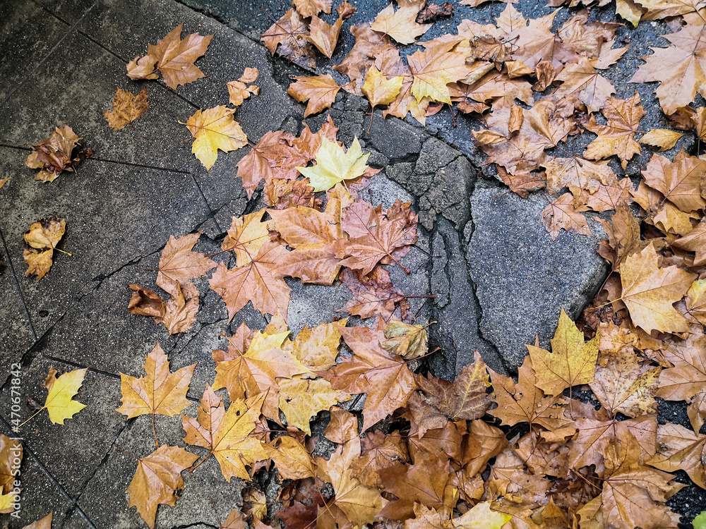 Close up of cracked sidewalk covered with plane tree leaves and rain in autumn