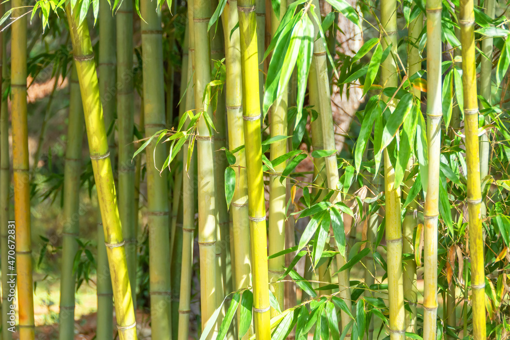 Fototapeta premium Bamboo thickets, trunks and leaves of a plant.