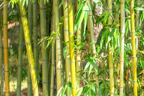 Bamboo thickets, trunks and leaves of a plant.