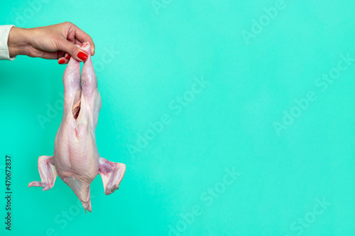 a woman's hand holds chicken carcass. red manicure. chicken in girl's hand. Hen. horizontal image