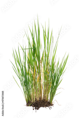 nature green grass or rice plant isolated on white background