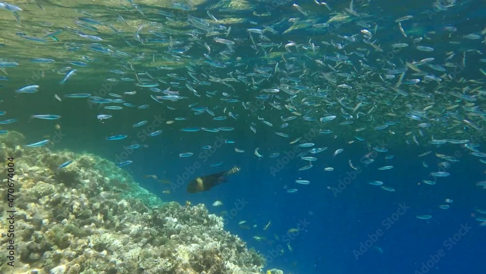 Tropical fishes of various species feeds in the surface water above coral reef rich in plankton. Visually distinguishable plankton-rich water layer (rarely seen phenomenon). 4K-60fps Tropical fishes of various species feeds in the surface water above coral reef rich in plankton. Visually distinguishable plankton-rich water layer (rarely seen phenomenon). 4K-60fps