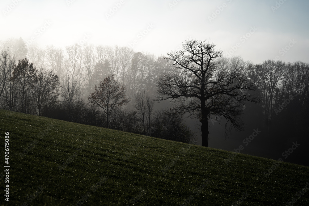Promenade dans le brouillard dans la campagne Fribourgeoise dans la région de Romont.
Paysage en contre-juor. Promenade dans le brouillard dans la campagne Fribourgeoise dans la région de Romont.
Paysage en contre-juor.